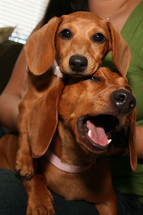 17 Smiling Dachshunds Put A Smile On Your Face
