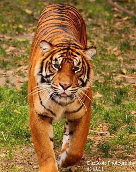 Prowling Tiger Posters By Dazscottphoto Redbubble