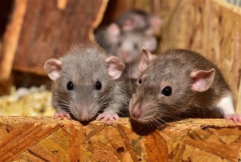des moines rodent control tips differences between mice and rats