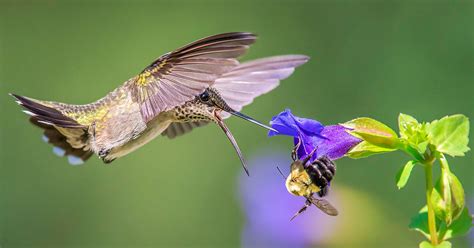 To Understand How Hummingbirds Feed Think Of Them As ‘feathered Bees