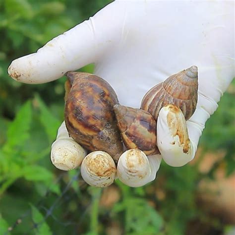 Antes de cada calamidad, dejan sus huevos pegados a los troncos de los árboles, bastante arriba de la altura adonde llegará la creciente. Autoridades combaten a caracoles africanos en Girón ...