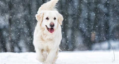 English Golden Retriever Life Expectancy Is Great Newsletter Photography