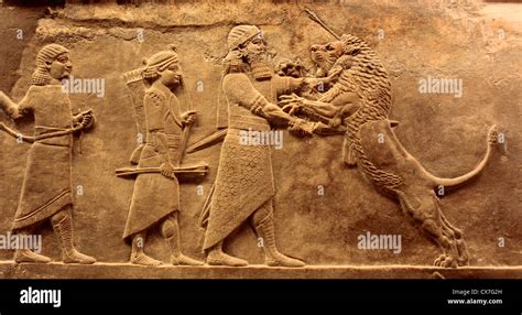 Carved Relief Of Lion Hunting Assyria Bc British Museum London