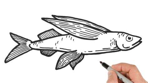 How To Draw Flying Fish Animals Drawing Tutorial