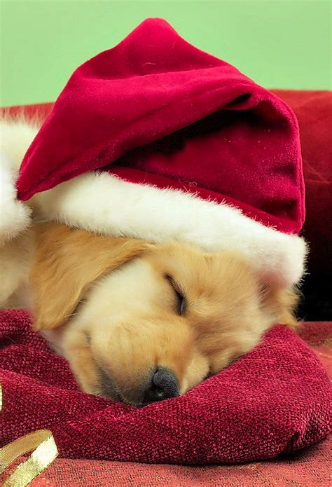 Christmas Puppies Wallpaper Wallpapersafari