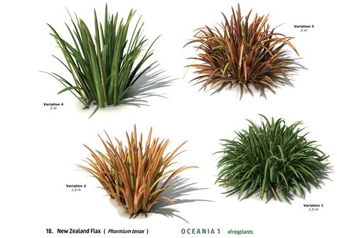 Image Result For New Zealand Flax Small Front Gardens New Zealand
