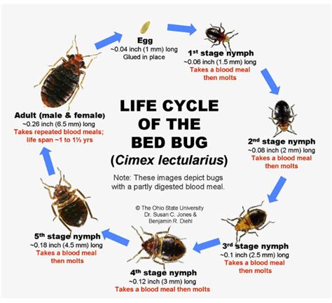 The Different Stages Of The Bed Bug Life Cycle Pest S