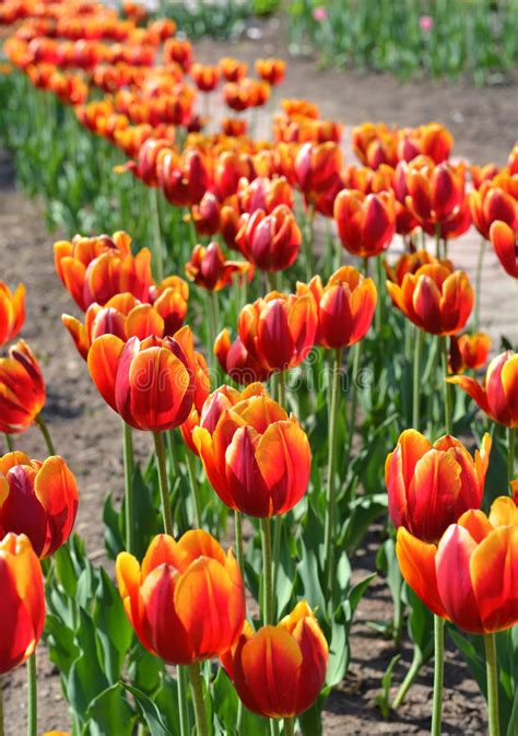 Red Tulips In Springtime 2 Stock Photo Image Of Green 54702586