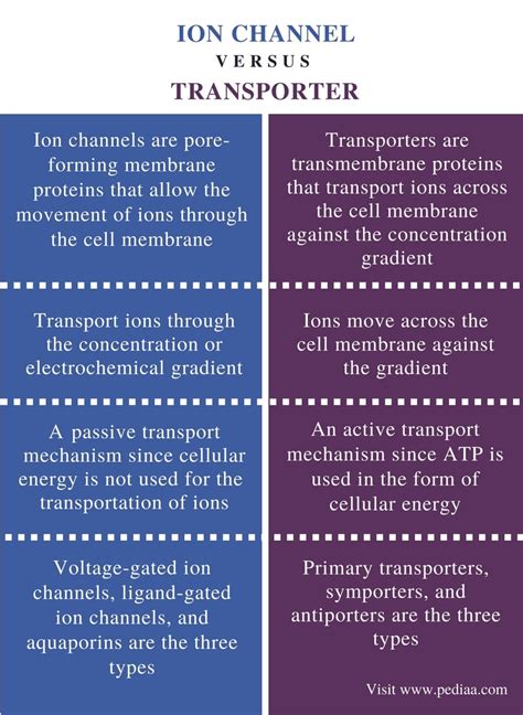 Difference Between Ion Channel And Transporter