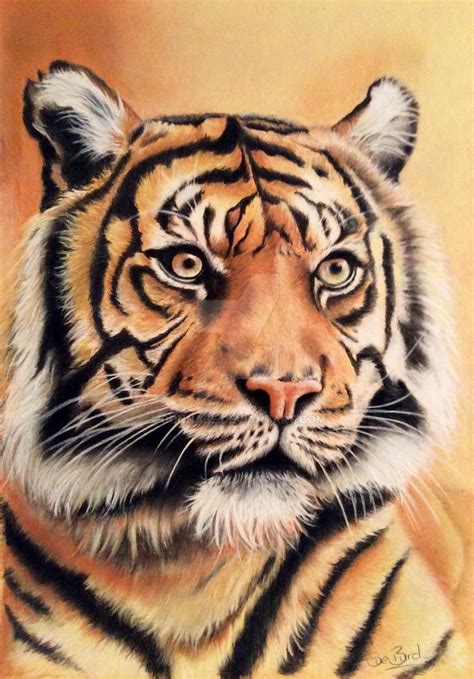 Tiger Drawing By Donnabe On DeviantArt In 2020 Tiger Drawing Tiger
