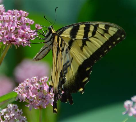 Tiger Swallowtail Eastern Tiger Swallowtail Papilio Gla Flickr