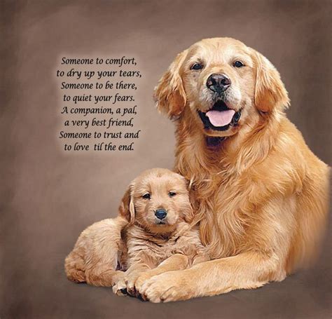 611 Best Golden Retriever Quotes Images On Pinterest Animales Dog