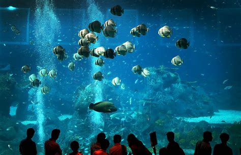 Oceanarium W Singapurze Wp Wiadomości