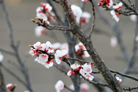 Pink Plum Blossoms Free Stock Photo Public Domain Pictures
