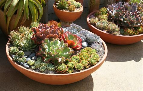 Following are some pictures we took of the show, our show plants and some plants that were shown by others. Isabelle Greene Garden Design | Flickr - Photo Sharing!