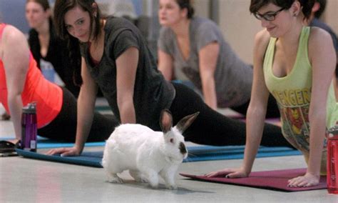Come Join Yoga With Bunnies An Sdhrs Friendraiser