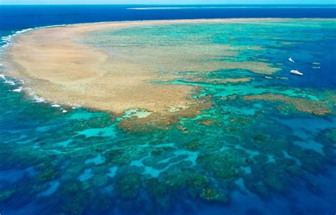 Meter Tall Coral Reef Discovered In Australia Great Barrier Reef Environment Watch In
