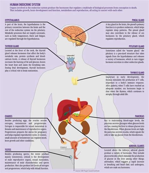 Human Endocrine System Diagram Endocrine System