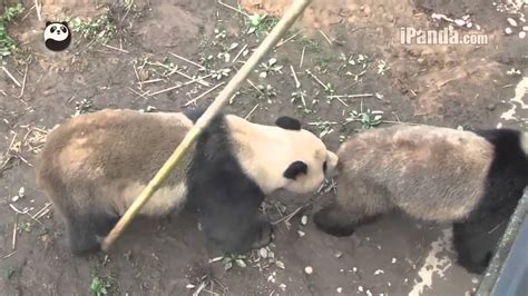 Two Pairs Of Giant Pandas Managed To Mate Naturally At Bifengxia Panda