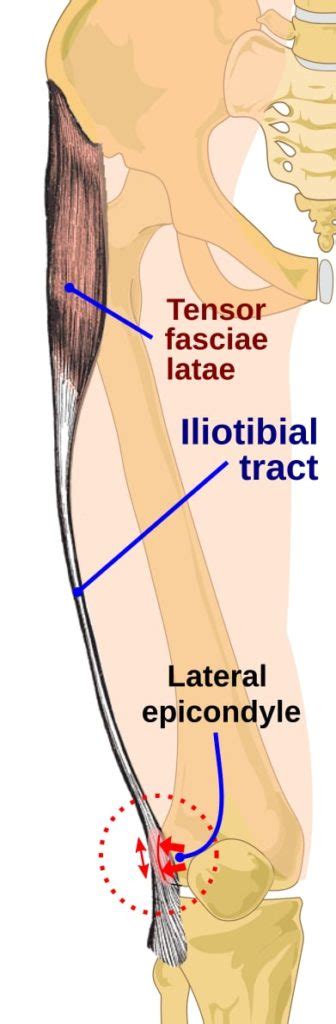 Iliotibial Band Syndrome Knee Pain Info