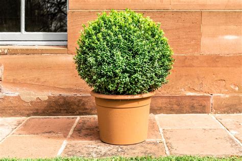 How To Grow And Care For Boxwood Box Shrubs