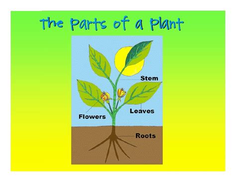 However, within each of these basic plant parts are specific parts. Plant ppt