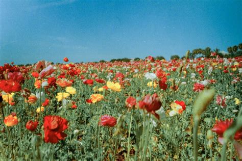 Check spelling or type a new query. aesthetic, flowers, indie, nature, photography - image ...