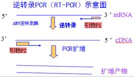 For in vitro diagnostic use rx only. RTPCR_360百科