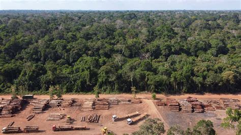 Brazil Is Failing To Stop Illegal Deforestation In The Amazon