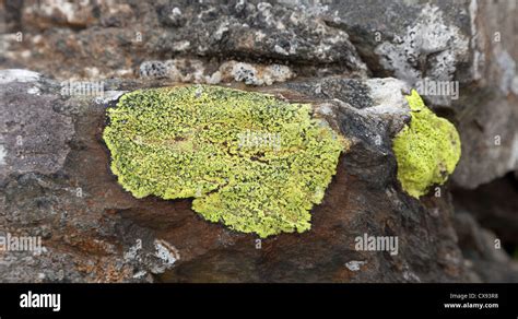 Yellow Rhizocarpon Sp Lichens Growing On Bare Rock Snowdonia