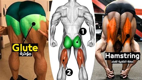 8 Best Exercises Glute And Hamstring Workout YouTube