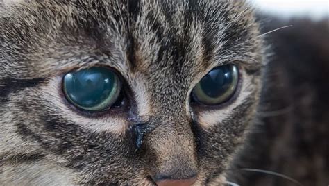 Glaucoma In Cats Symptoms Causes And Treatments Cattime