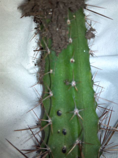 There are four common causes that i have seen of a black spot under the big toenail, here they are listened in order from most common to least common left great toe black toenail with left 2nd toenail fresh bleeding. Black spot on cactus please help!!!!! - The Ethnobotanical ...