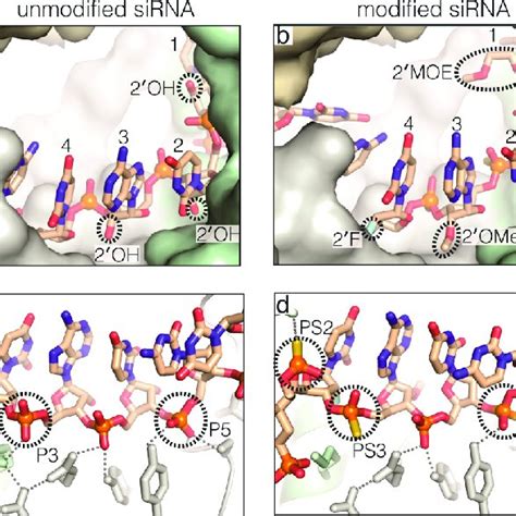 Structures Of Ago2−sirna Complexes A Unmodified Sirna And B Download Scientific Diagram