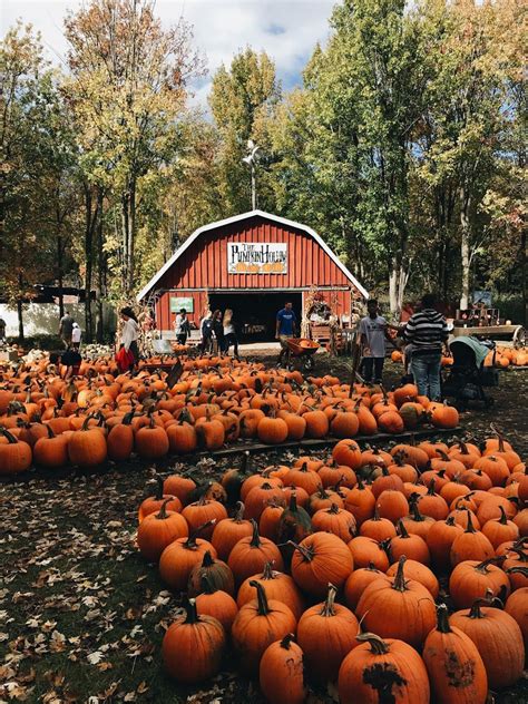 Pumpkin Patch Fall Autumn Aesthetic Fall Pictures