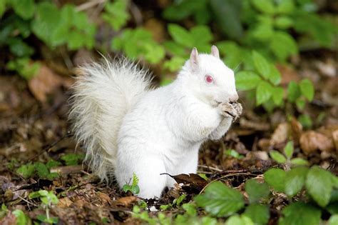 Albino Grey Squirrel Photograph By John Devriesscience Photo Library