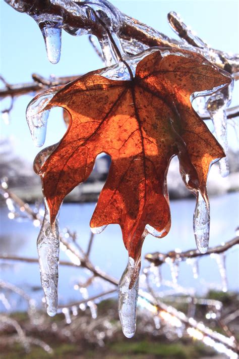 It allows you to easily move the plant indoors when the weather starts getting cold. Why Do Plants Go Dormant in the Winter? - Dyck Arboretum