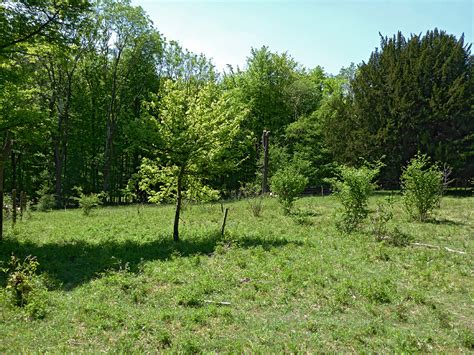 Photographs Of Homefield Wood Nature Reserve Buckinghamshire England