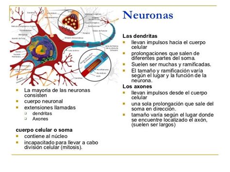 Resultado De Imagen Para Neuronas Partes Y Funciones Map Map Screenshot