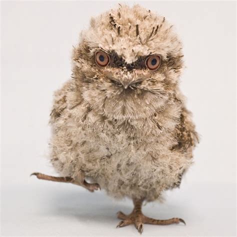 Zooborns Top 25 Cutest Baby Animals Newborn Animals Owl Pet Birds