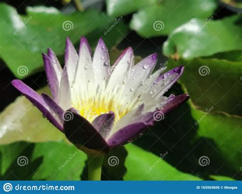 Purple Lotus Flowers With Water Drops Stock Photo Image