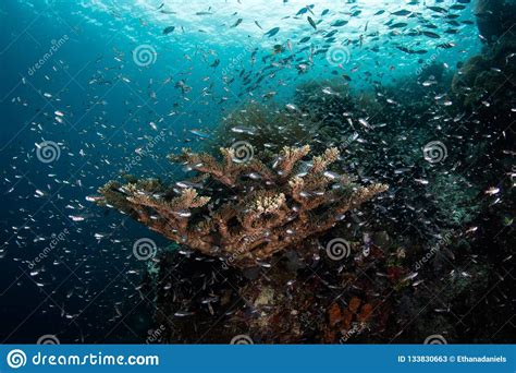 But when sinister monsters known as the druun threatened the land, the dragons sacrificed themselves to save humanity. Educando Peixes E Corais Em Raja Ampat Imagem de Stock ...