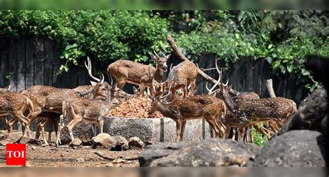 In Past 32 Yrs Indians Killed 65 Wild Animals For Food 35 For