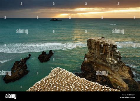Gannet Colony Muriwai Beach At Sunset New Zealand Stock Photo Alamy