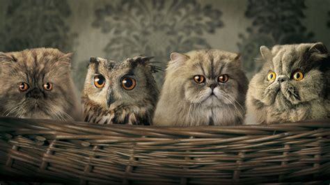 Funny Face Grey Yellow Eyes Cat Owls Inside Basket Hd Funny Wallpapers