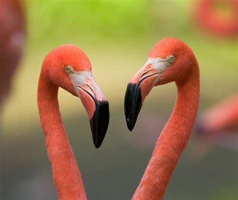 Valentines Flamingos Bing Wallpaper Download