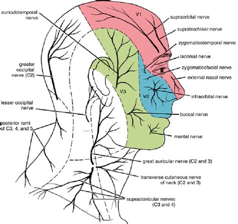 Auricular Anatomy Anatomical Charts And Posters