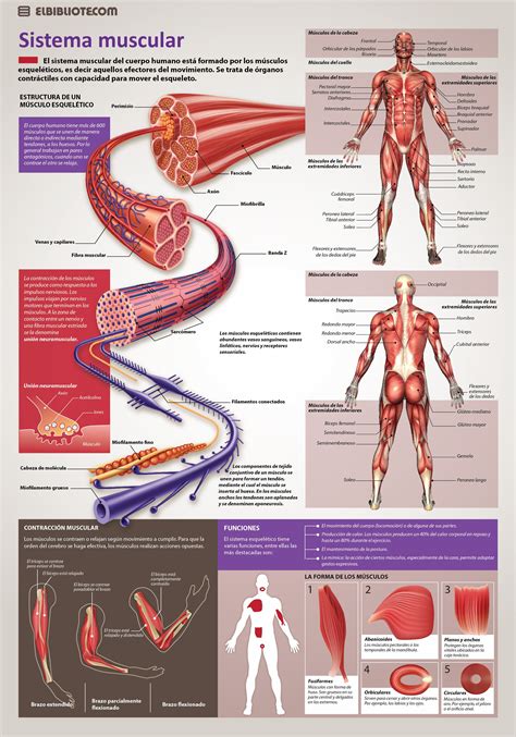 Sistema Muscular Partes Y Funciones Nepora