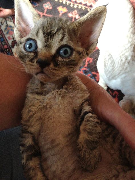 Devon Rex Cats Kitty For Sale Puppies For Sale Dogs For