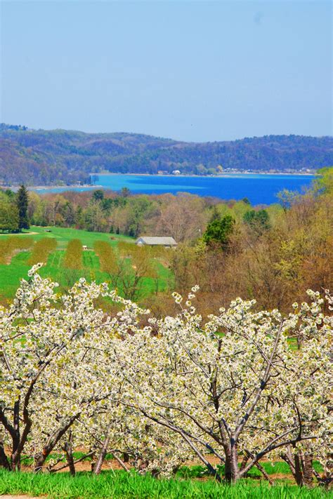 View Of East Grand Traverse Bay Over Stunning Cherry Blossoms During